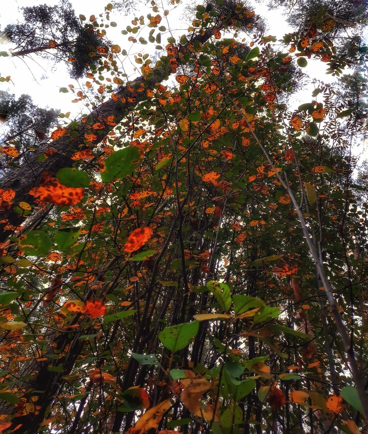 Autumn ?