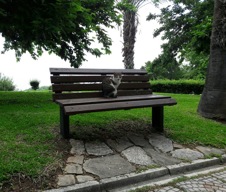Sitting cat