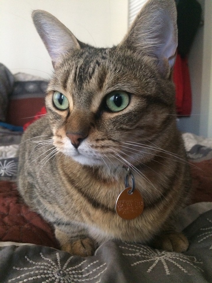 Our rescue Bella