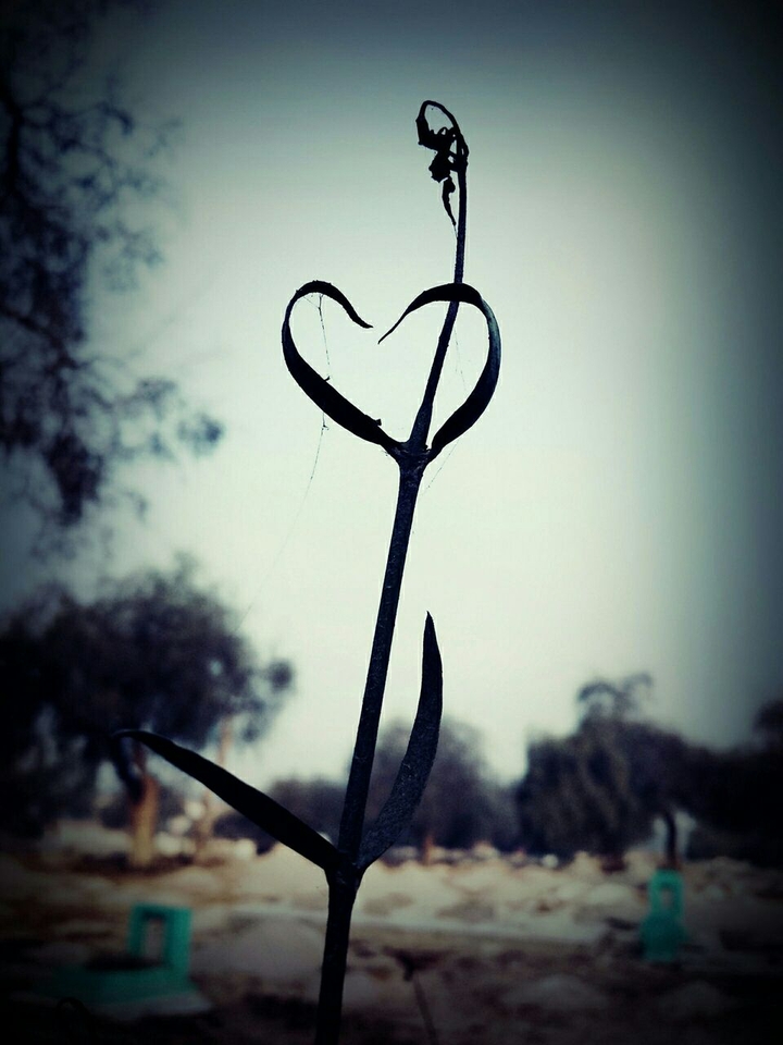 flower love