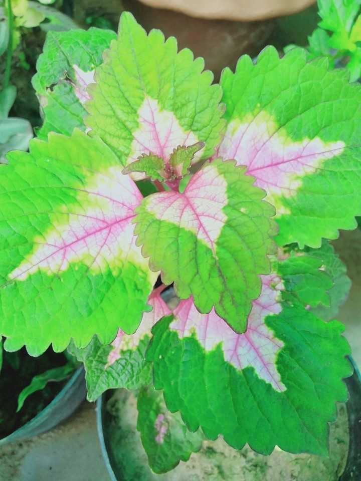plant
