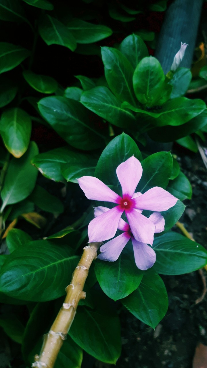 purple beautie