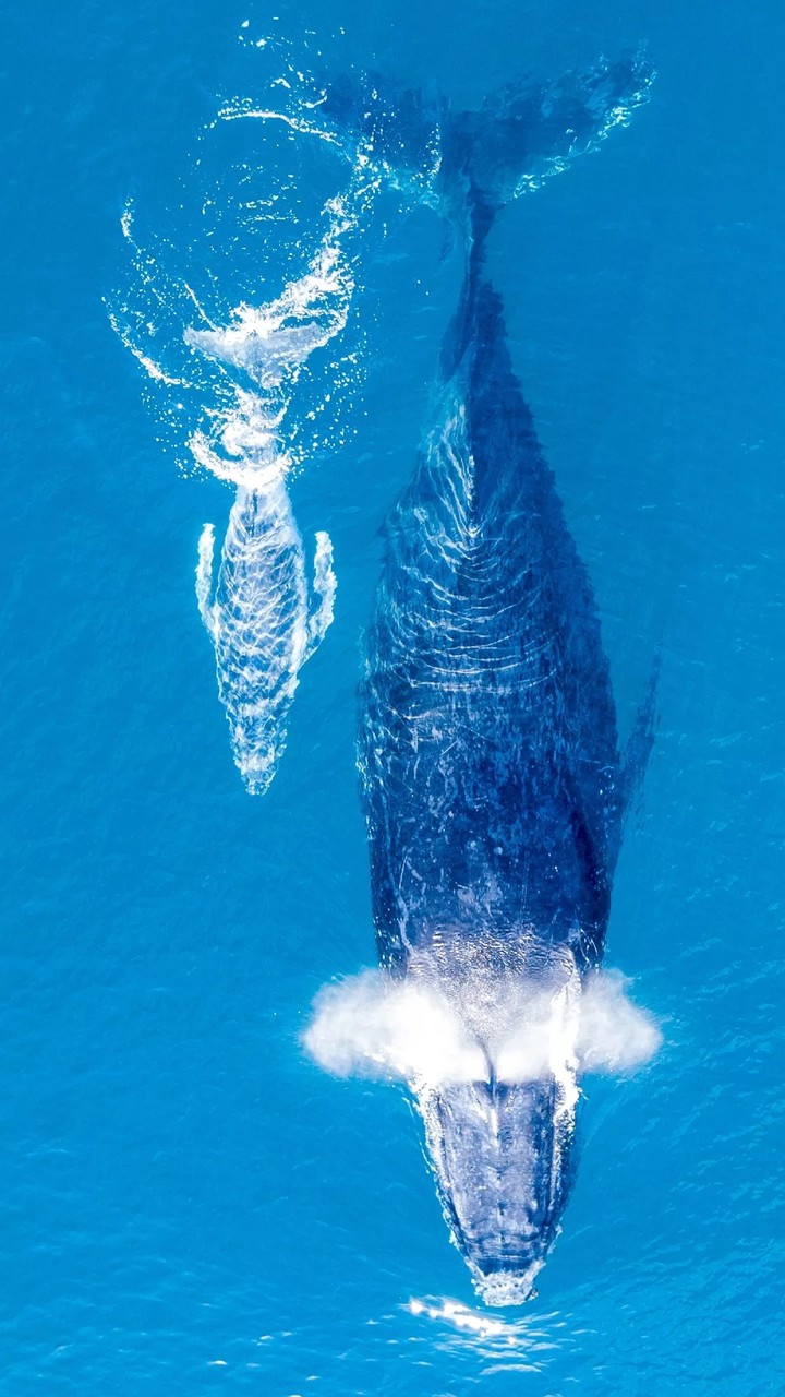 whales