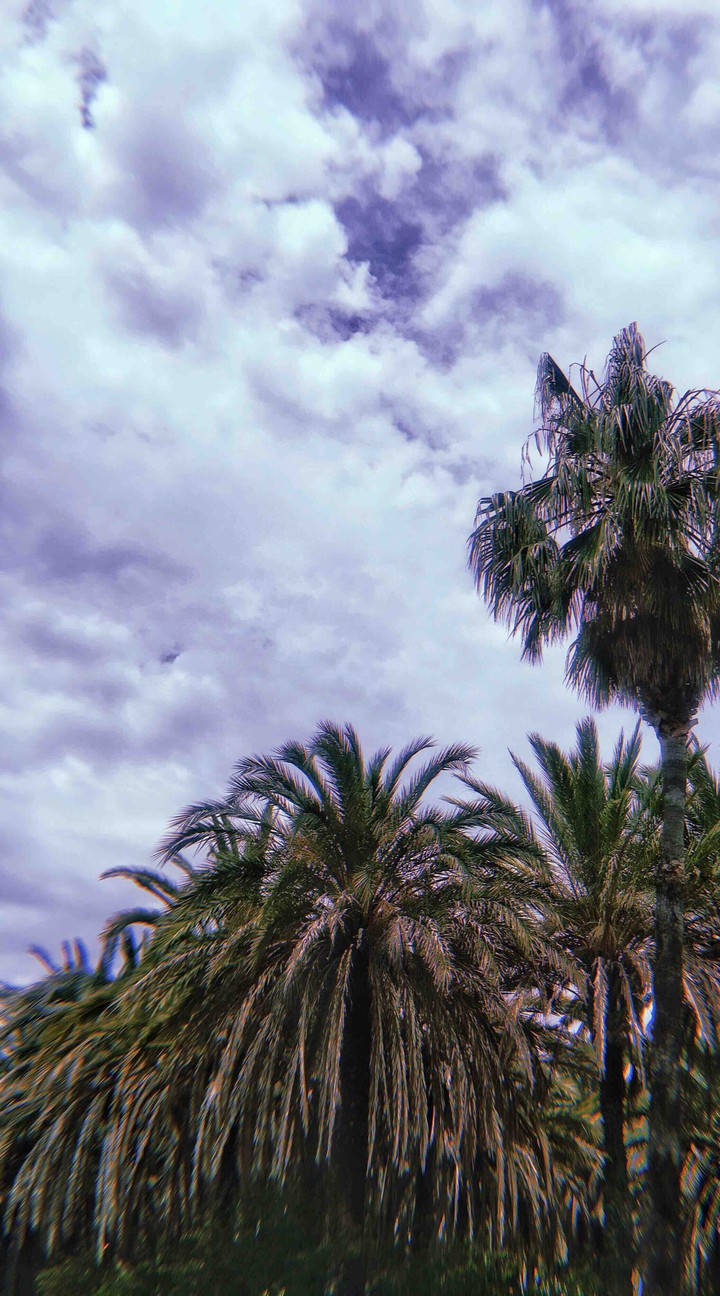 palms
