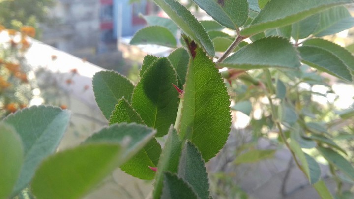 Thorn on Leaf