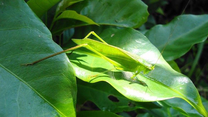 grillo hoja