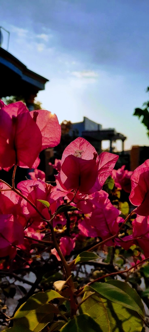 pink, morning wallpapers