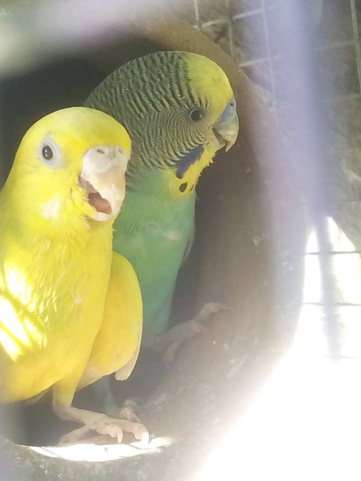 Love Bird
