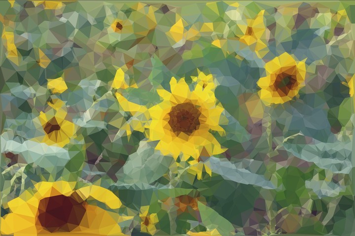 sunflowers