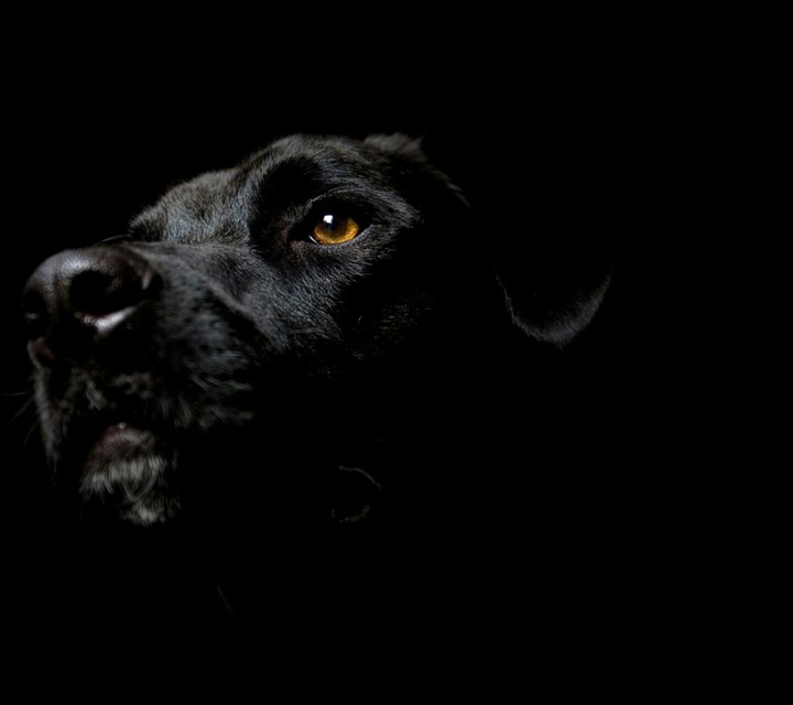 Labrador Retriever black