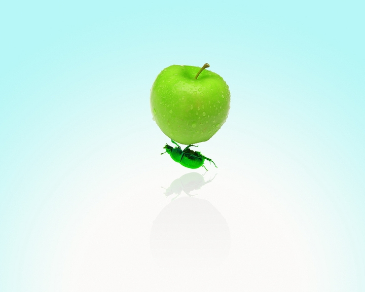 apple and beetle