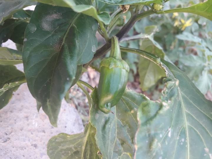 Pepper