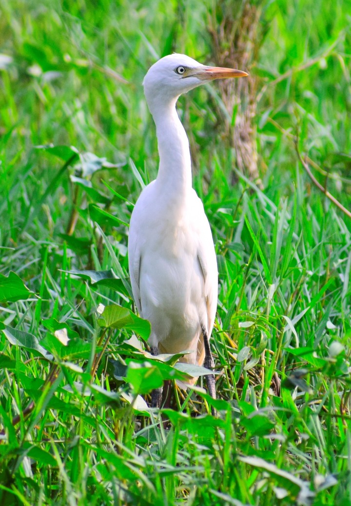 White Crane