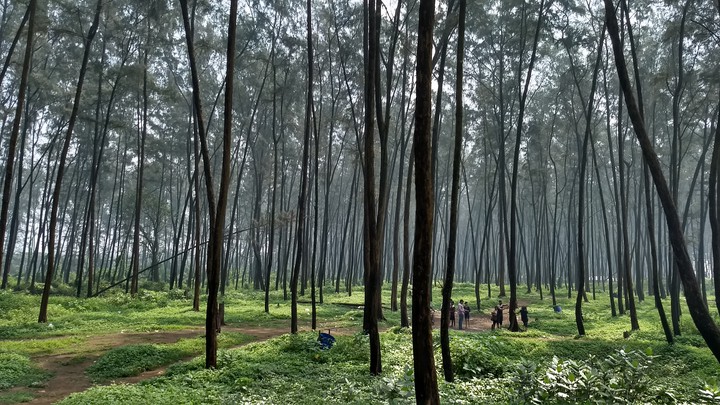 Suru ban - Horsetail Casuarina trees