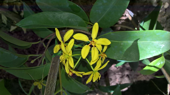 My flowers