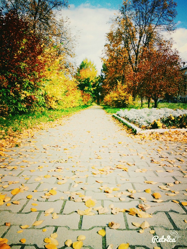 листья, осень