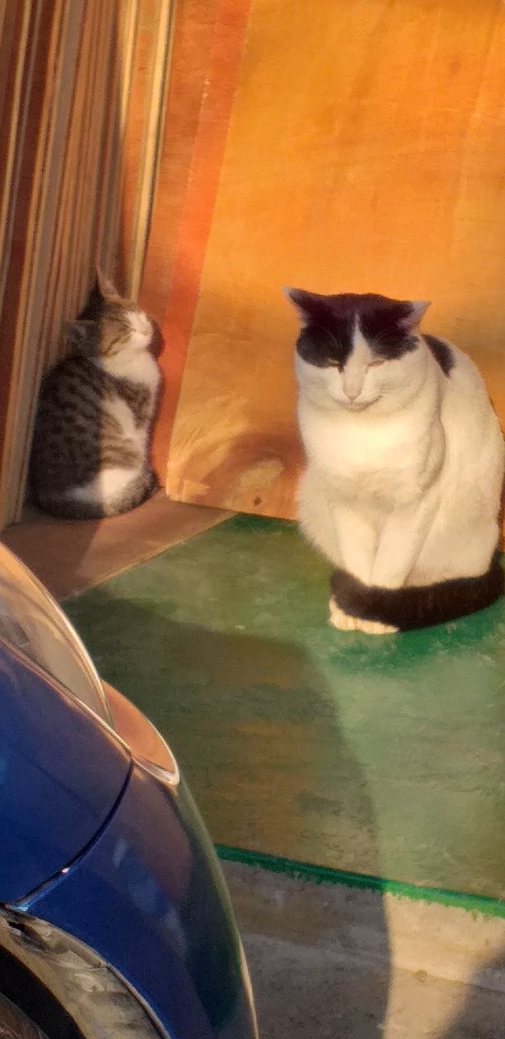 cat