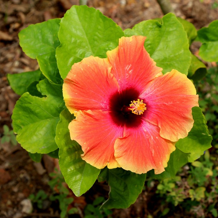Hibiscus Flower