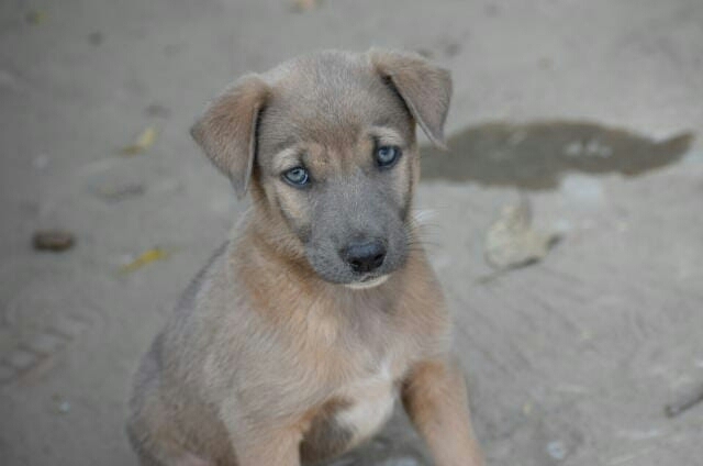 dog outdoor
