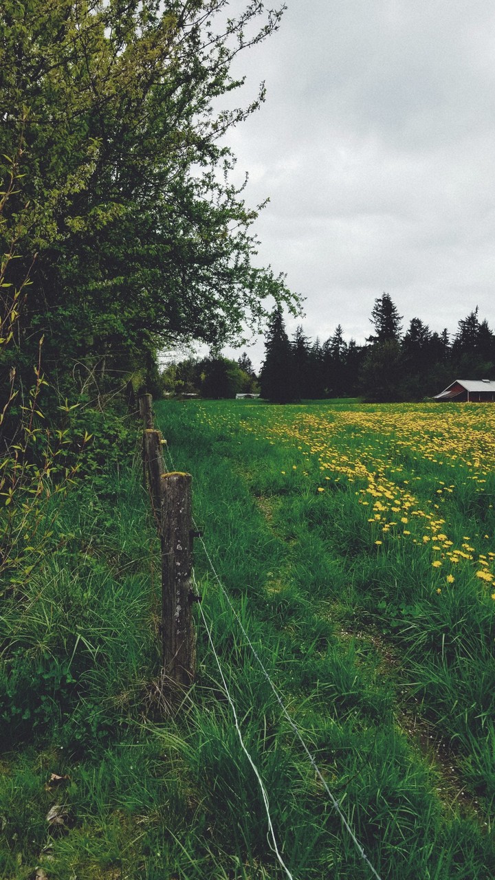field of daisy's