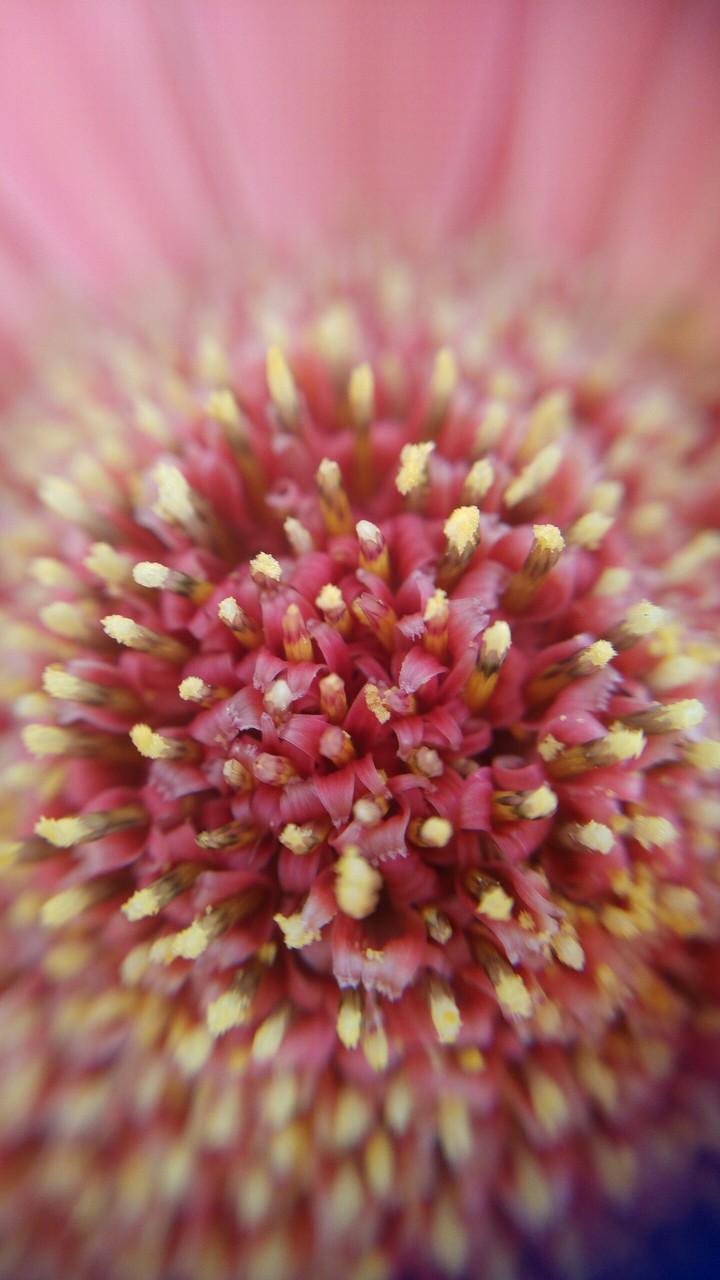 il cuore di un fiore