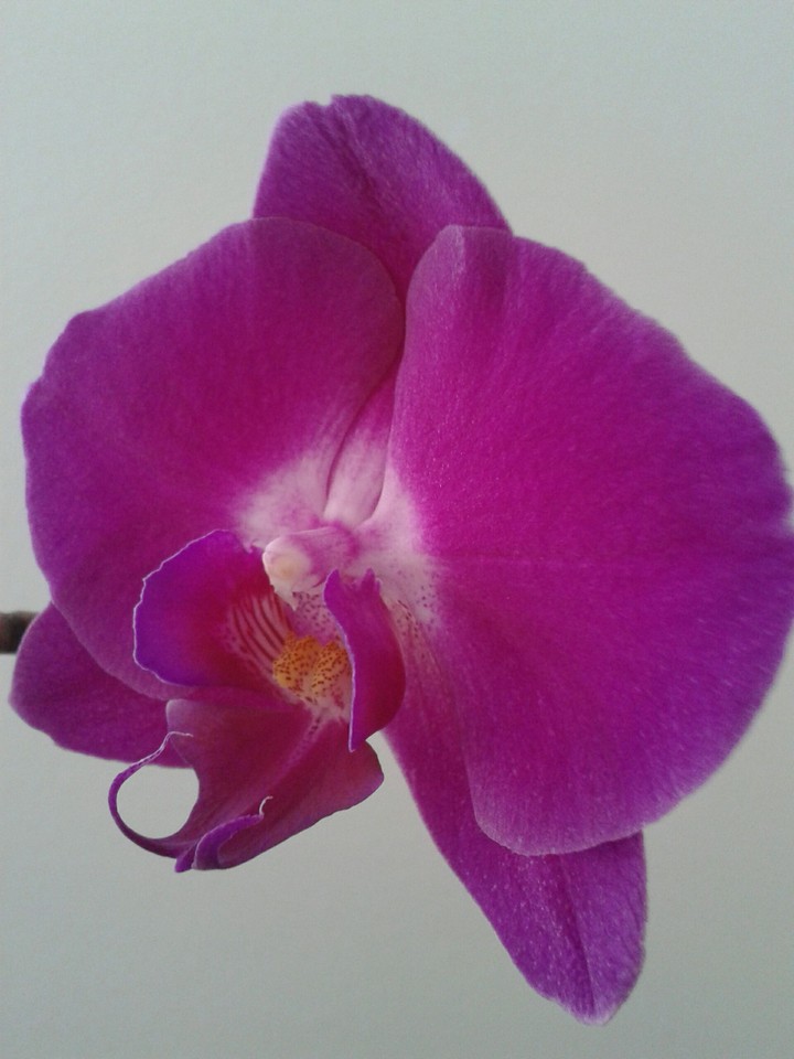 Blume