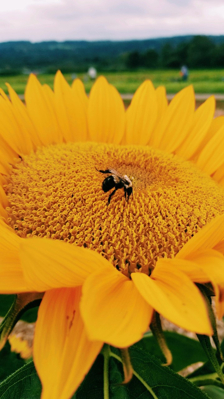Bee on a Sunflower