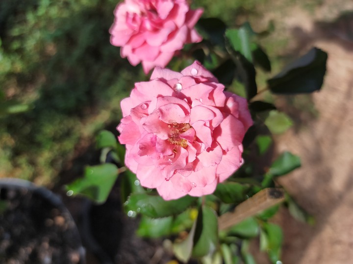 flower