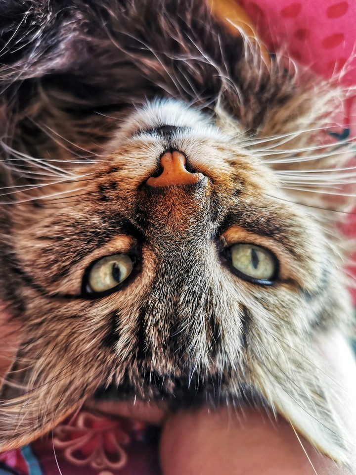 Nala my cat