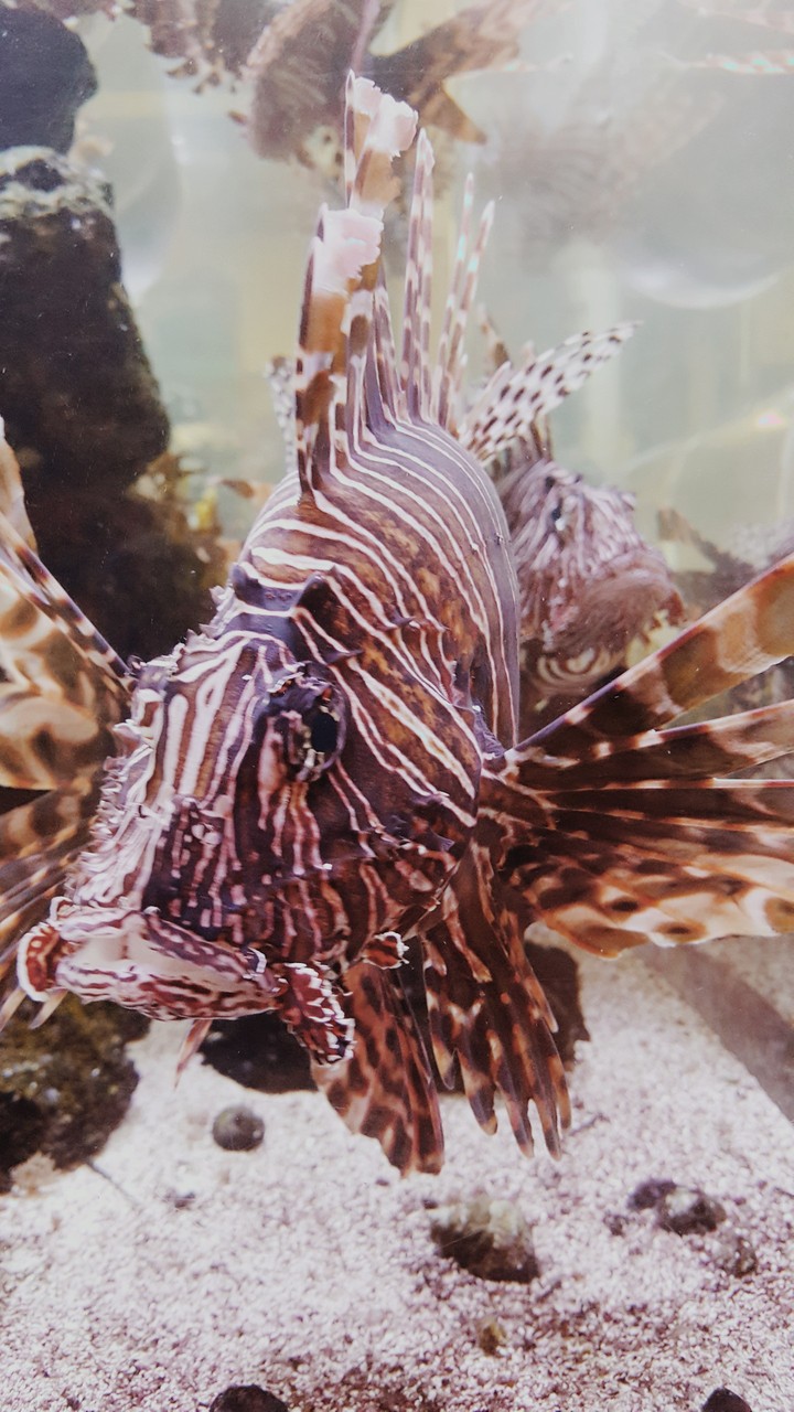 Lionfish