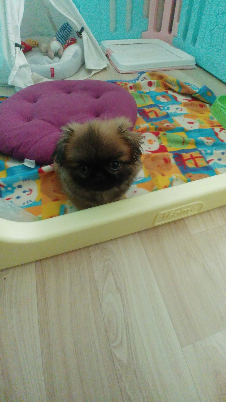 puppy