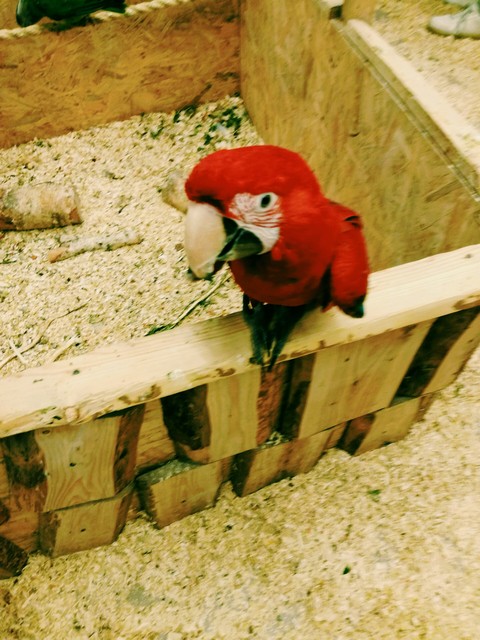 papugi