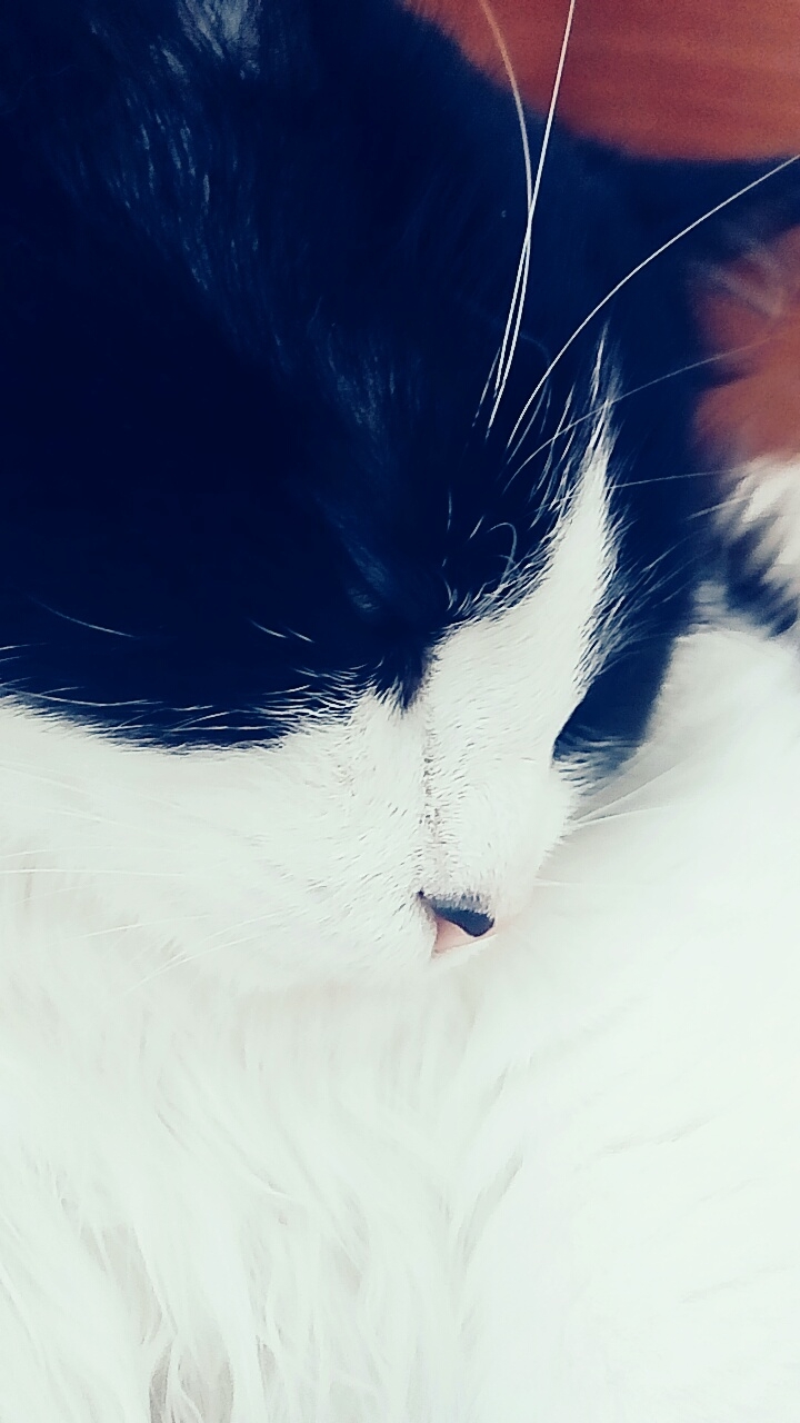Красивая Кошечка
