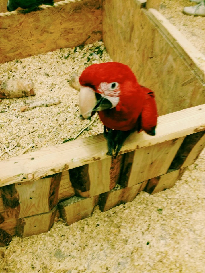 papugi