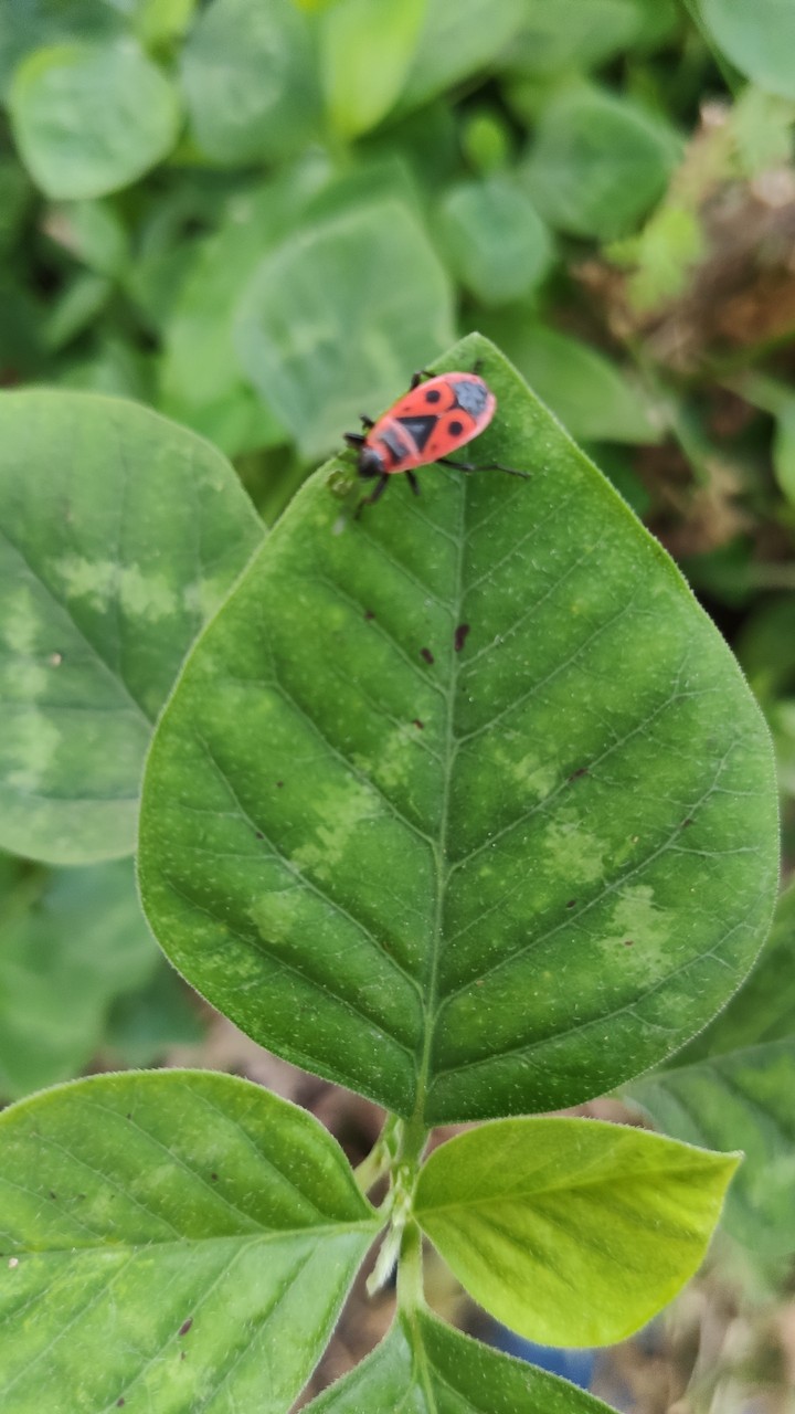 just a bug