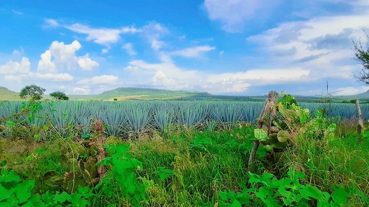 agave