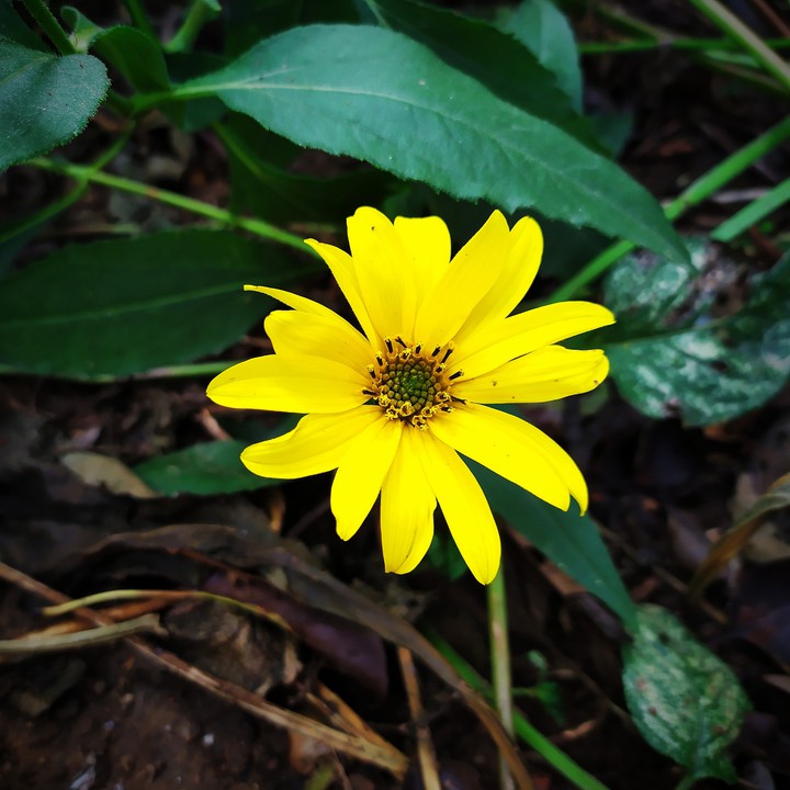 Flor768