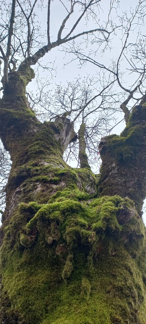 trunk, branch wallpapers