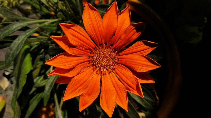 flower
