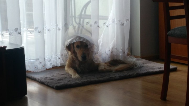 Sad dog