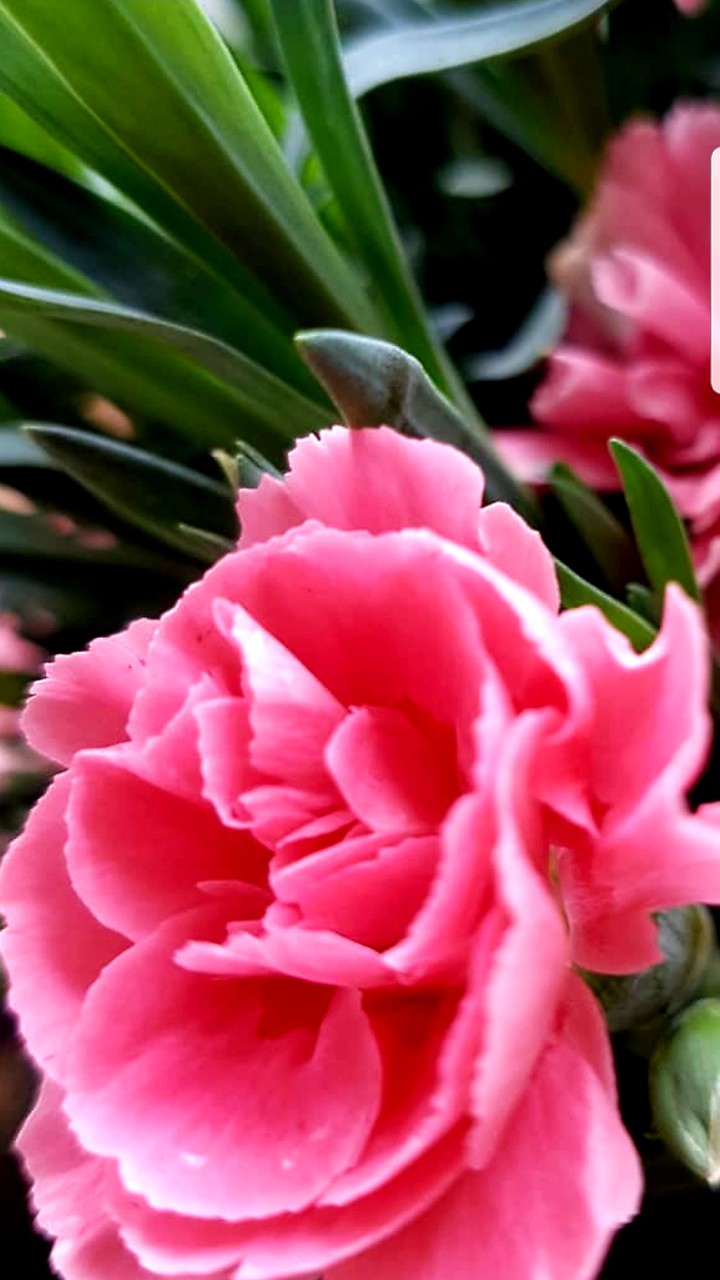 fiore