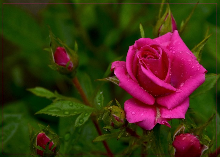 raindrops in pink rose