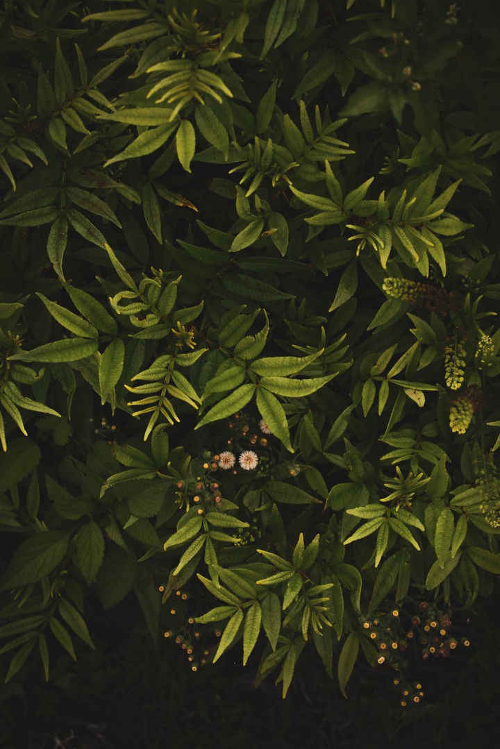 flora