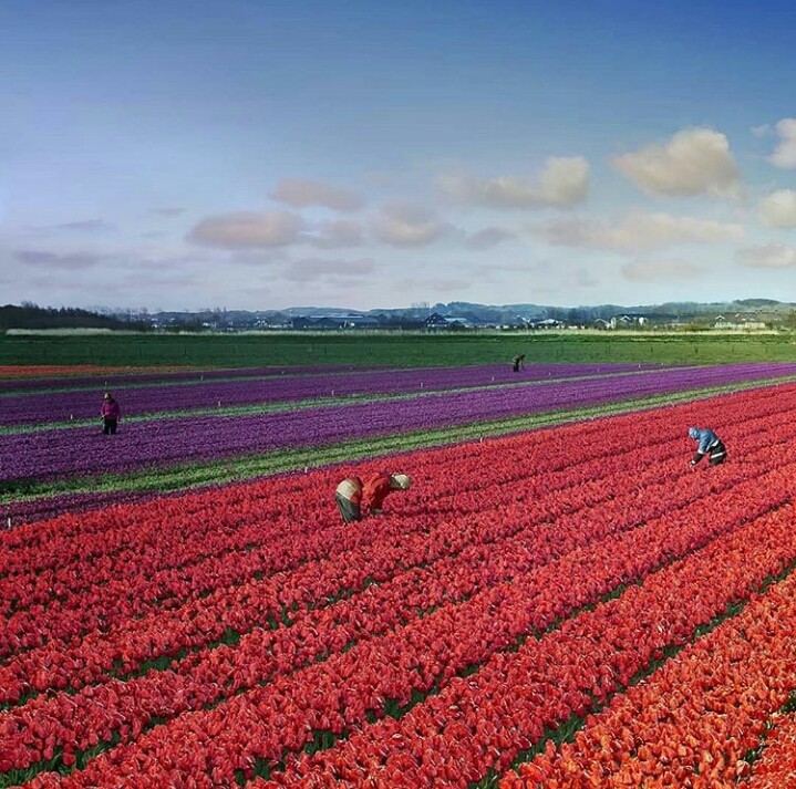 Beautiful Tulips