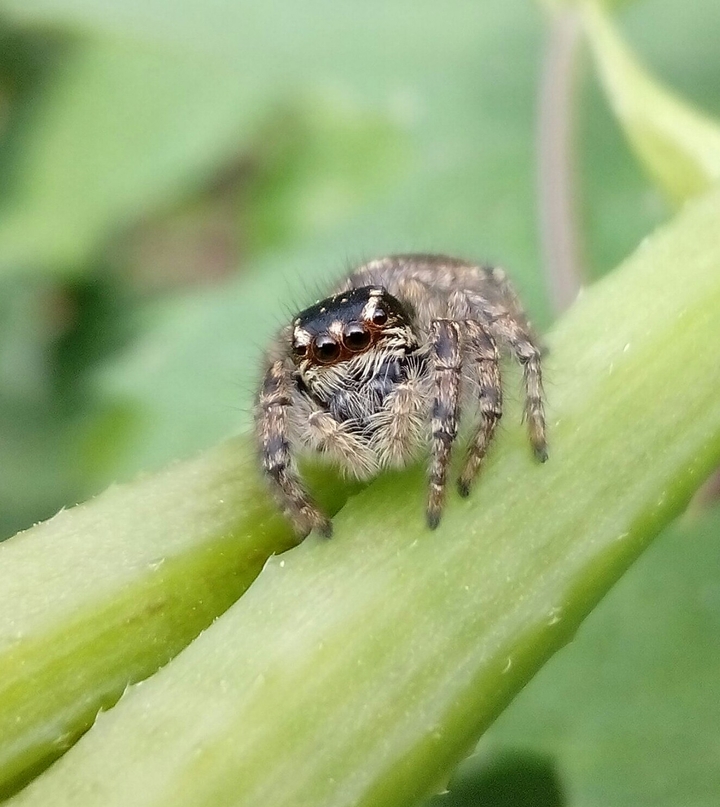 spider