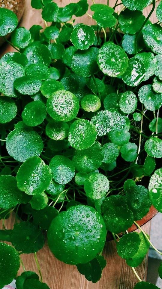 water coin(plant's name)