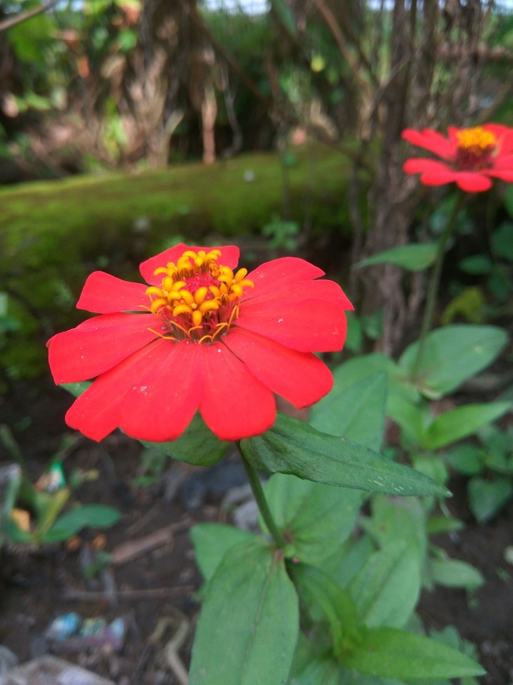 Red Flower