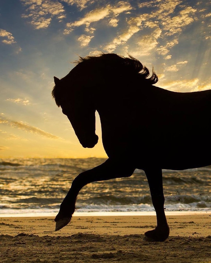 beautiful horse