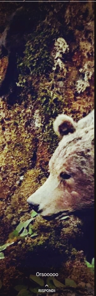 The bear