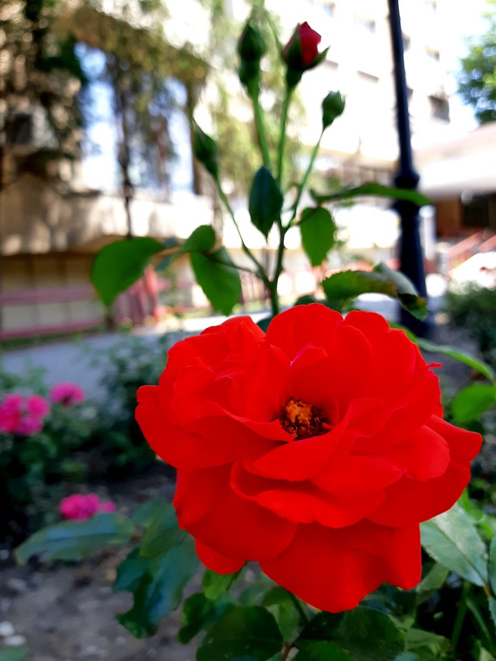 Red rose ❤